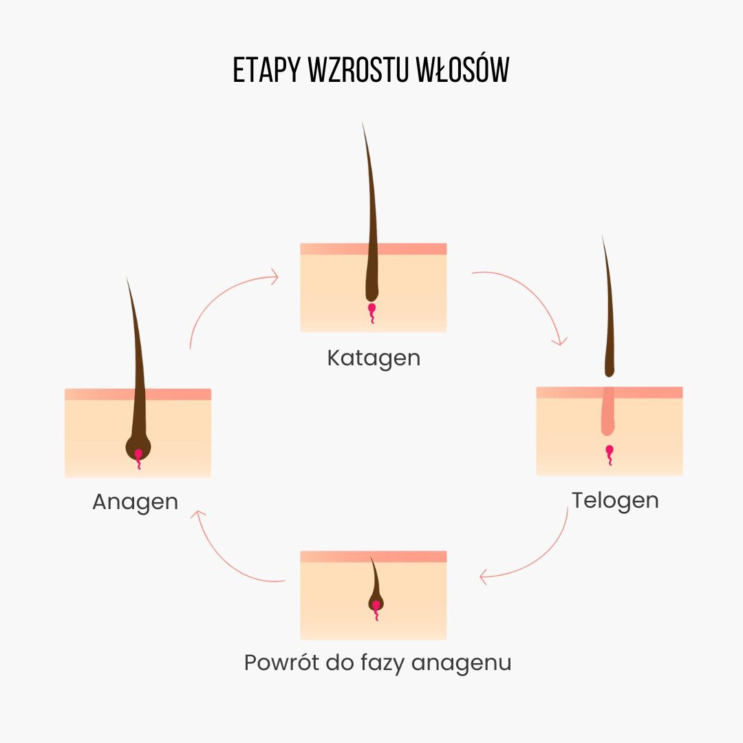 (Polština) Fáze růstu vlasů